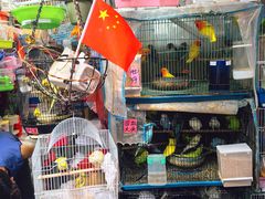 -溪岸路花鸟市场