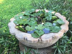 -四季酒店下午茶