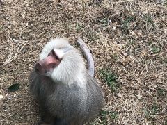 -合肥野生动物园