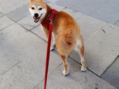 -南京Hallo宠物乐园·哈罗犬舍·柴犬繁育基地