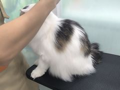 -爱洗澡的猫(望京店)