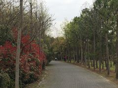 -上海海湾国家森林公园