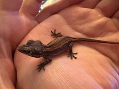 -酷以爬仙阁实体爬宠店·守宫·蜥蜴·专业繁育