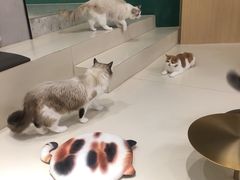 -飞行喵MR PILOT|猫舍·猫咖(静安大融城店)