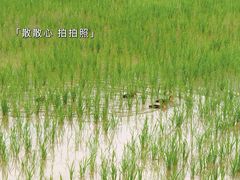 -艾米稻香小镇