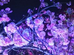 -天适樱花悠乐园