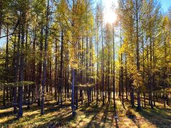 -塞罕坝国家级自然保护区