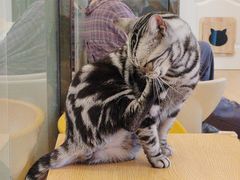 -有喵·猫咖·狗咖·30几只猫10只小狗(岗厦店)