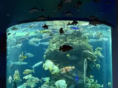 -芜湖新华联大白鲸海洋公园