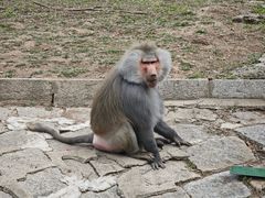 -哈尔滨北方森林动物园