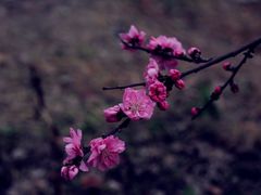 -秀丽东方