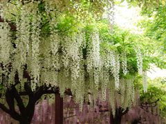 -嘉定紫藤园