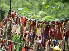 -西双版纳原始森林公园