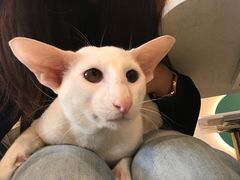 -飞行喵MR PILOT|猫舍·猫咖(静安大融城店)