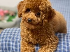 -爱侣宠医·鹦鹉专科·小型哺乳类·异宠专科(灵石路店)