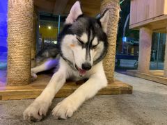 -more than meow吴止猫主题餐厅(承德 中船汇店)