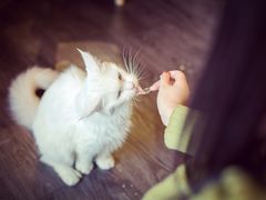 -吉丁鸟咖·异宠·寄养