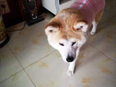 -艾贝尔宠物医院·24H转诊中心·肿瘤猫专科(江宁双龙店)