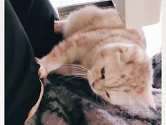 -喵园·猫主题咖啡厅·撸猫·猫咖(国贸店)