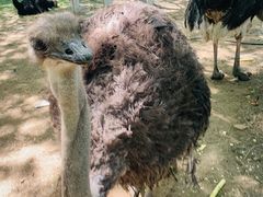 -长白岛森林公园