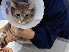 -天使宠物医院·犬猫分诊(彩虹店)