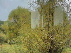 -莫尔道嘎国家森林公园