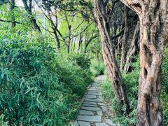 -嘉定紫藤园