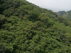 -大鹿岛