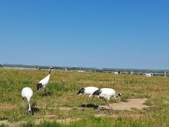 -盐城丹顶鹤湿地生态旅游区