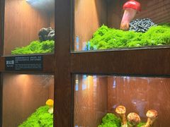 -菌自由丨野生菌火锅特色庭院餐厅(丽江古城店)
