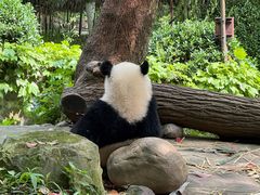 -都江堰中华大熊猫苑