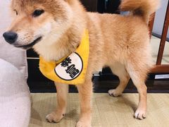 -逗柴咖啡屋·狗咖猫咖宠物桌游