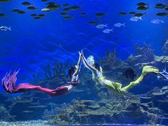 -海合安武汉极地海洋公园