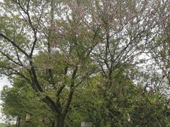 -八大山人梅湖景区