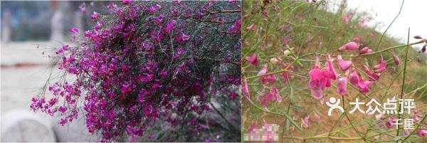 梭梭树,花棒:沙漠并不是生命的禁区,那里-大众点评