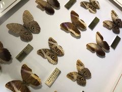 -上海昆虫博物馆