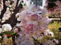 -海棠花溪(元大都城垣遗址公园)