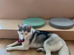 -Husky Go! 哈士奇体验馆·宠物咖啡厅狗咖