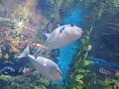 -烟台海昌鲸鲨海洋公园