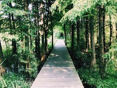 -溱湖国家湿地公园