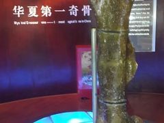 -诸城市恐龙博物馆