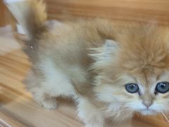 -猫十亿·布偶金渐层·曼基康矮脚猫舍(青年路店)