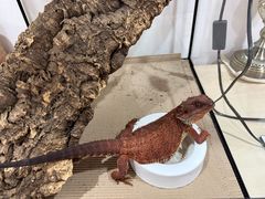 -酷以爬仙阁实体爬宠店·守宫·蜥蜴·专业繁育