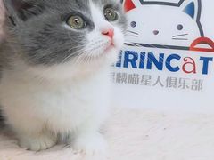 -十年猫舍·猫咪专门店(普陀店)