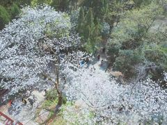 -武汉大学-樱园