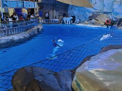 -海合安青岛极地海洋公园