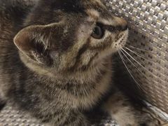 -伟伟宠物医院·CT影像中心·瑞派犬猫综合性门诊(汉口总院)