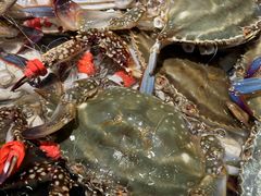 -一方渔歌蒸汽海鲜自助(文化路万达广场店)