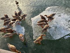 -野鸭湖国家湿地公园