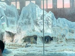 -帝企鹅自助餐厅•儿童岛•真企鹅(长隆企鹅酒店)